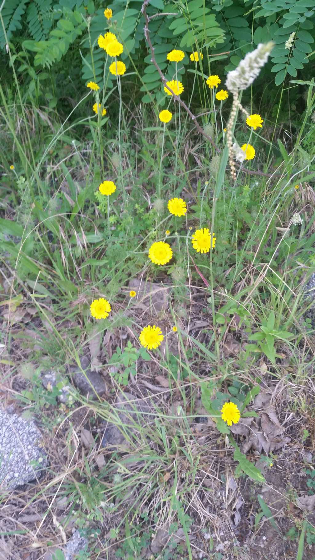 Cota tinctoria (Asteraceae)